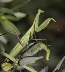 European mantis on the hunt