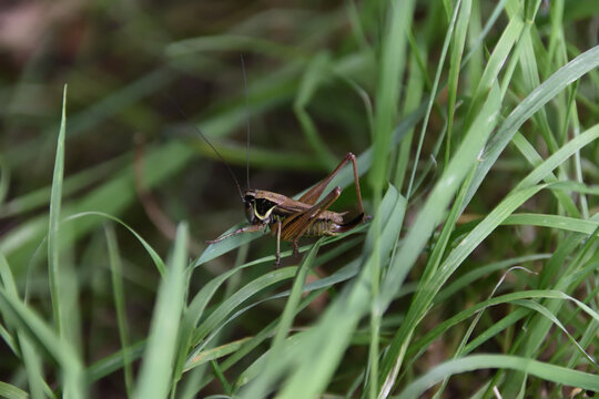 A Grasshopper In The Leicestershire Countryside