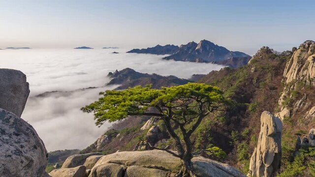time lapse4k morning fog runing and a pine tree. standing alon at dobong mountian. in early winter at bukhansan nation park south korea