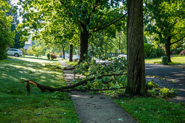 A broken tree branch seen blocking the sidewalk after a severe storm