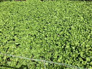 Green Horseradish Field