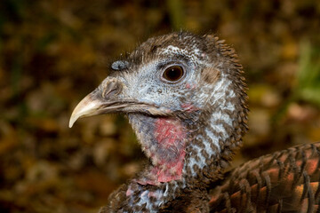 Wild Turkey