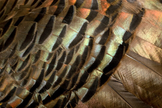 Wild turkey feathers