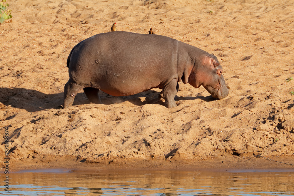 Sticker A hippo (Hippopotamus amphibius) walking on land, Kruger National Park, South Africa.