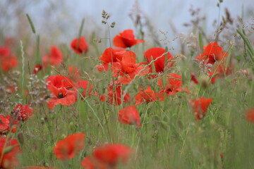 Obraz premium field of poppies
