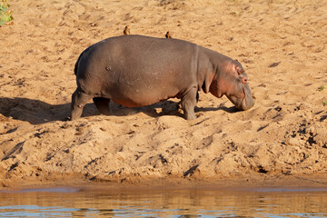 A hippo (Hippopotamus amphibius) walking on land, Kruger National Park, South Africa.