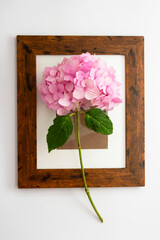 Creative abstract flat lay with pink hydrangea flower and wooden frame, on white background