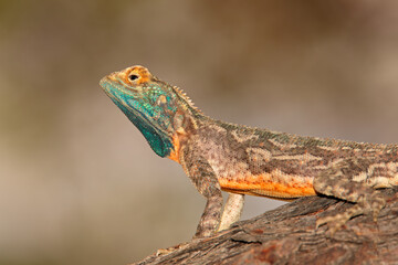 Obraz premium Male ground agama (Agama aculeata) in bright breeding colors, Kalahari desert, South Africa.