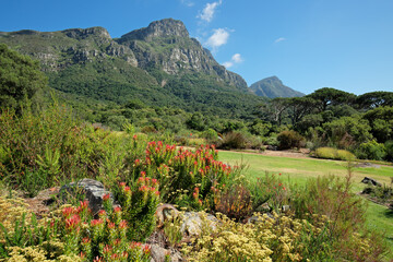 Obraz premium View of the Kirstenbosch botanical gardens against the backdrop of Table mountain, Cape Town, South Africa.