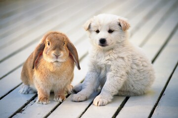 Puppy and Lop Ear Rabbit Sitting on a White Wooden Floor, Looking at Camera, Front View,...