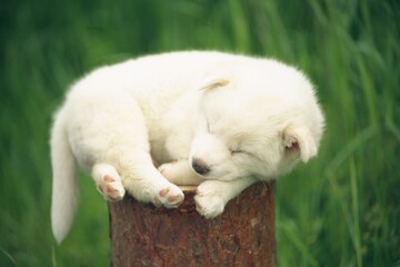 Puppy sleeping on a wooden log, Differential focus