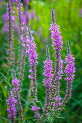 lavender flowers in the garden
