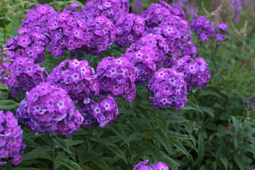 purple flowers in a garden