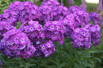 Fototapeta premium lilac flowers in the garden