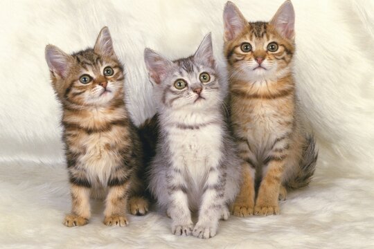 Three American Shorthair Cats Sitting on a White Fluffy Carpet, Looking Up, Front View - stock photo