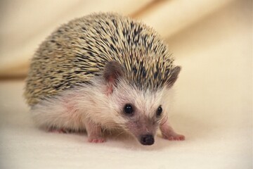 Closed Up Image of a Hedgehog, Looking at Camera, Side View, Differential Focus
