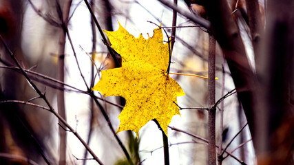 Yellow autumn maple leaf in the forest thicket