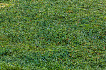 Abgemähtes Gras