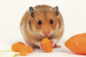 a Golden Hamster, Eating Some Carrots, Front View, Isolated in white