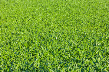 Junges Maisfeld mit grünen Blättern