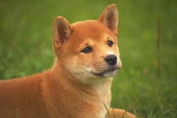 a Shiba Inu Looking to The Side, Side View, Differential Focus