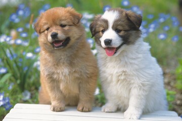 Two Puppies Sitting on a Wooden Stool, Surrounded By Flowers, Front View, Differential Focus
