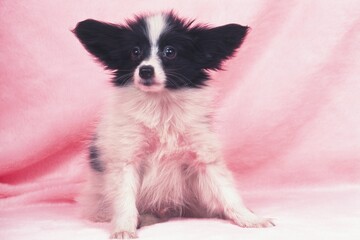 A Papillon Sitting on a Pink Carpet, Looking Sideways, Front View