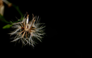Macro of  Bidens pilosa seeds.Macro photography.