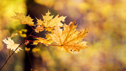Autumn maple leaves in the forest on a blurred background
