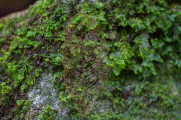 Obraz premium Brown leaf frame on green grass background