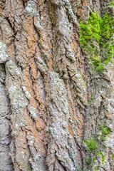 The textured surface of the bark of the old perennial deciduous tree