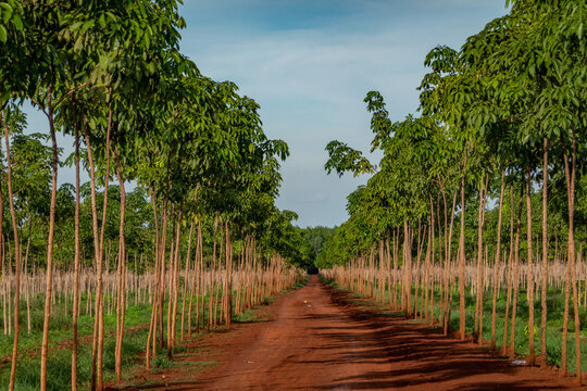 Rubber plantation, Chupp, Kampong Cham province, Cambodia 