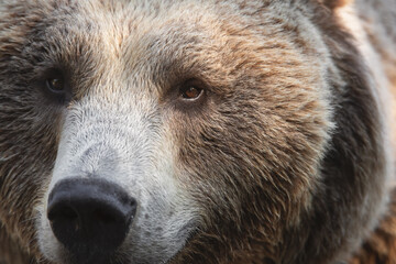Obraz premium Close up face portrait of a male brown bear