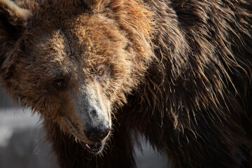 Fototapeta na wymiar Close up face portrait of a female brown bear at sunset