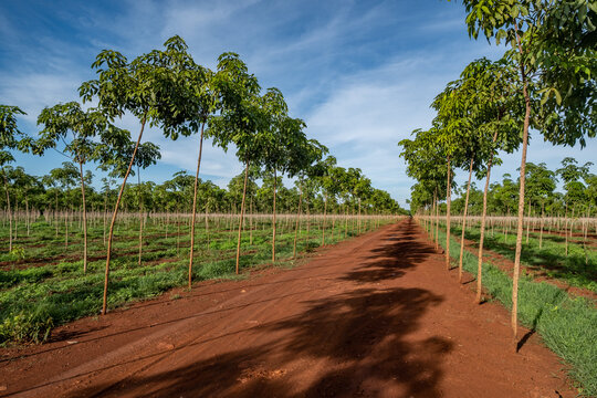Rubber plantation, Chupp, Kampong Cham province, Cambodia 