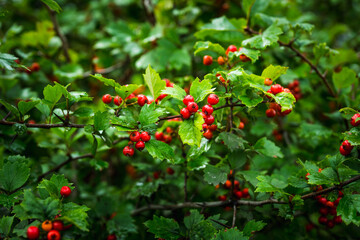Obraz premium Ripe hawthorn in rainy day. Selective focus. Shallow depth of field.