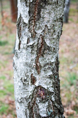 Obraz premium White and brown light tree bark texture / old dry wood background with rings, fungus and moss