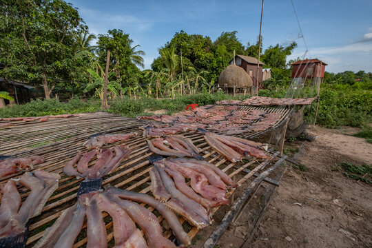 People drying fish under the sun in village of Cambodia 