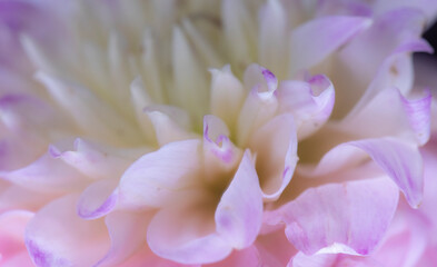 close up of a pink dahlia