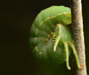 Metamorphosis of a dragon head caterpillar. © gunawan