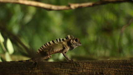 caterpillar on a branch