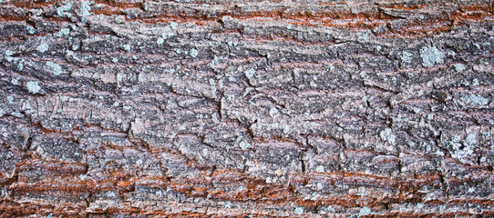 Colorful vibrant light tree bark texture / old dry wood background with rings, fungus and moss
