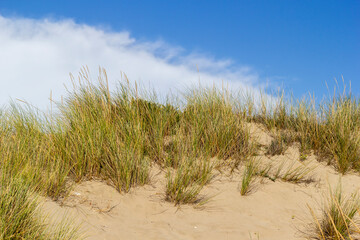 sand dunes on the Circeo coast