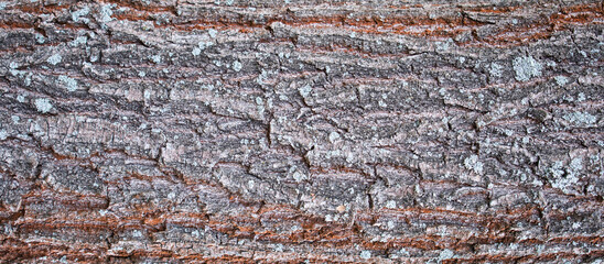 Colorful vibrant light tree bark texture / old dry wood background with rings, fungus and moss