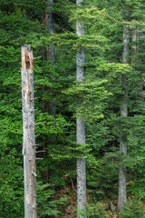 Naklejka premium Tannenwald im Naturpark Schwarzwald Mitte/Nord