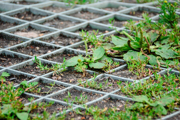 Background of grass growing among plastic grid of ecological parking