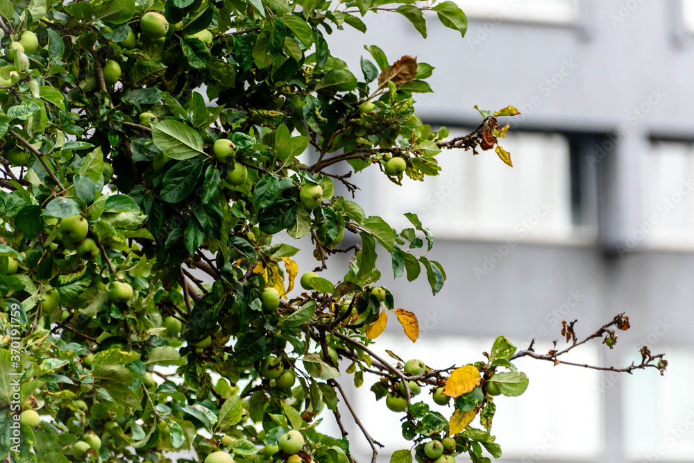 Wall mural wild Apple tree in the city on the background of a building