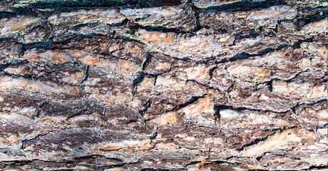 Colorful vibrant light tree bark texture / old dry wood background with rings, fungus and moss