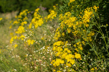 
Yellow wildflowers on blurred scenic background