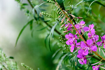 Bright purple flowers of ivan tea growing in a meadow, closeup.